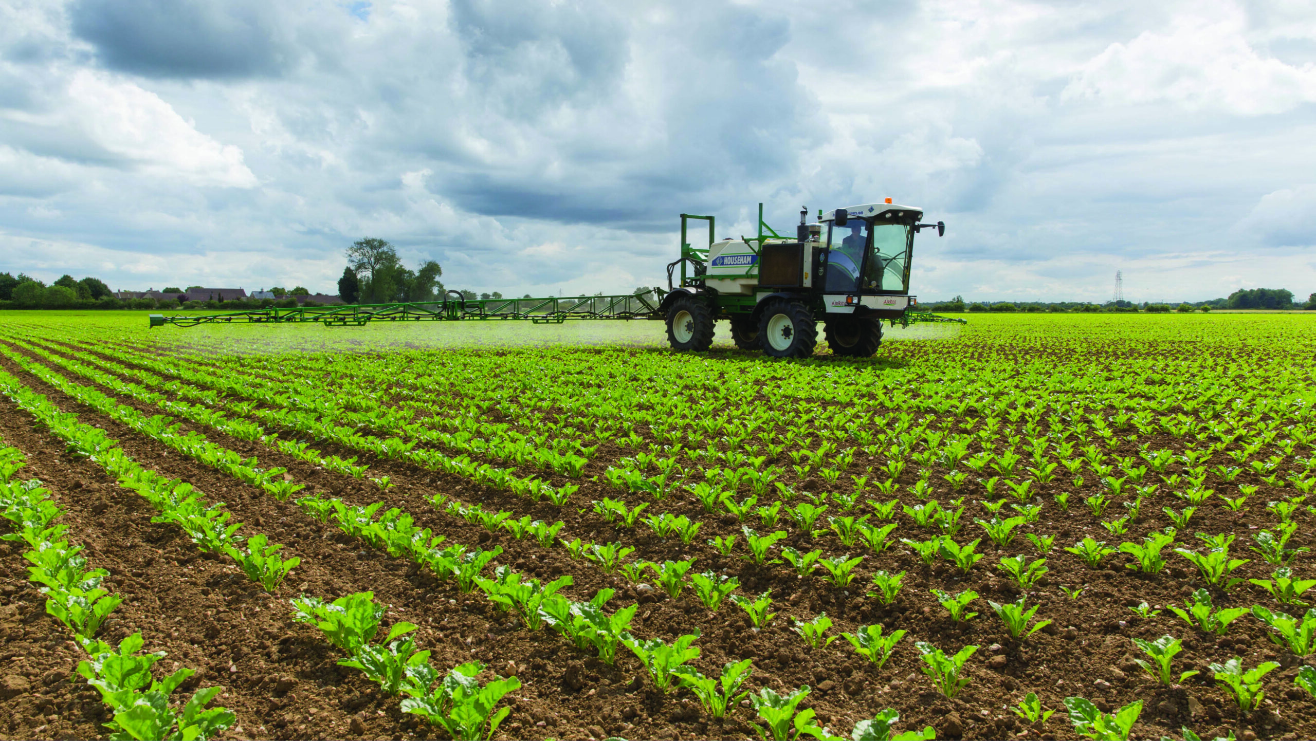 Crop Watch: Sugar beet weeds and mosaic virus in wheat - Vimarsana News