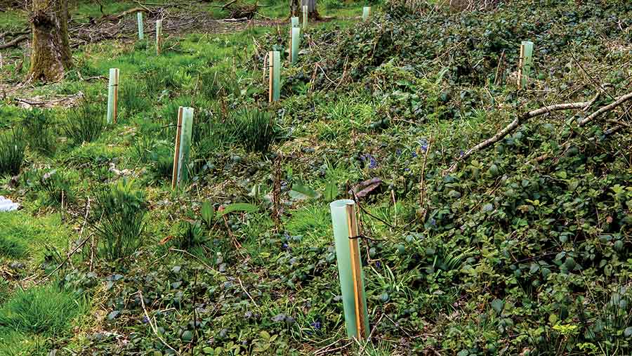 Tree planting