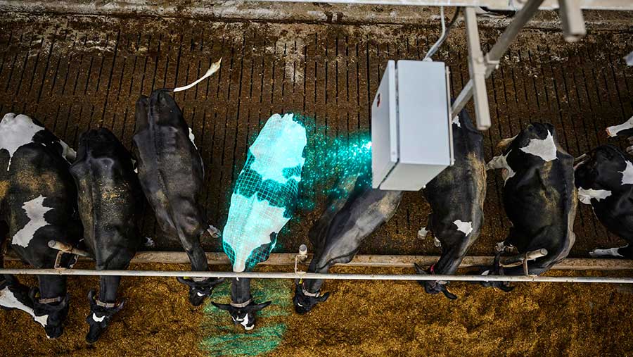 AI depiction of cows being assesed