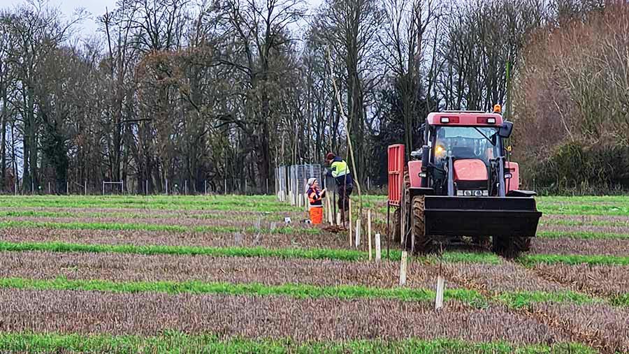 Walnut tree planting © Spains Hall Estate