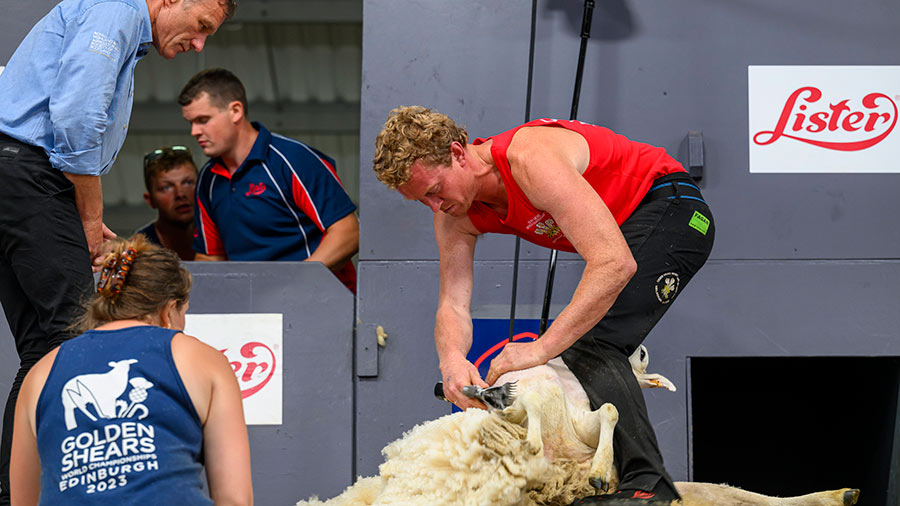 Welsh shearer Richard Jones in action at Golden Shears world championship © Represent Comms