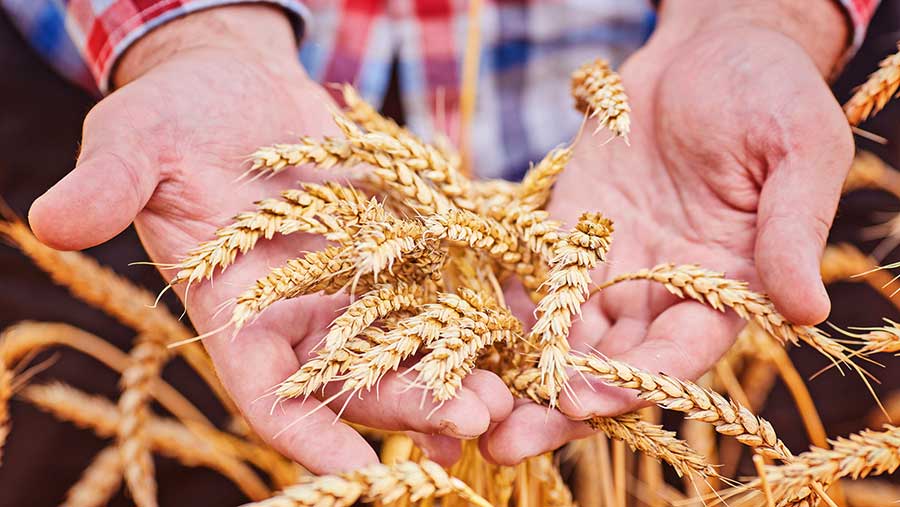 Wheat held in hands