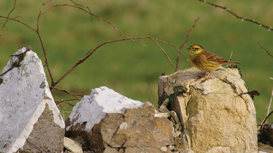 Yellowhammer at Polly Davies Farm