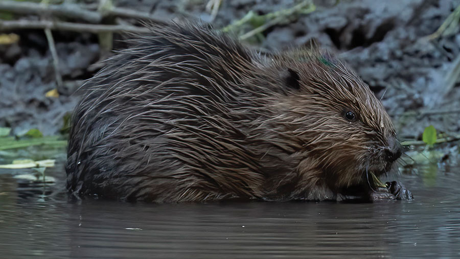 Beaver kitt at Spains Hall Estate