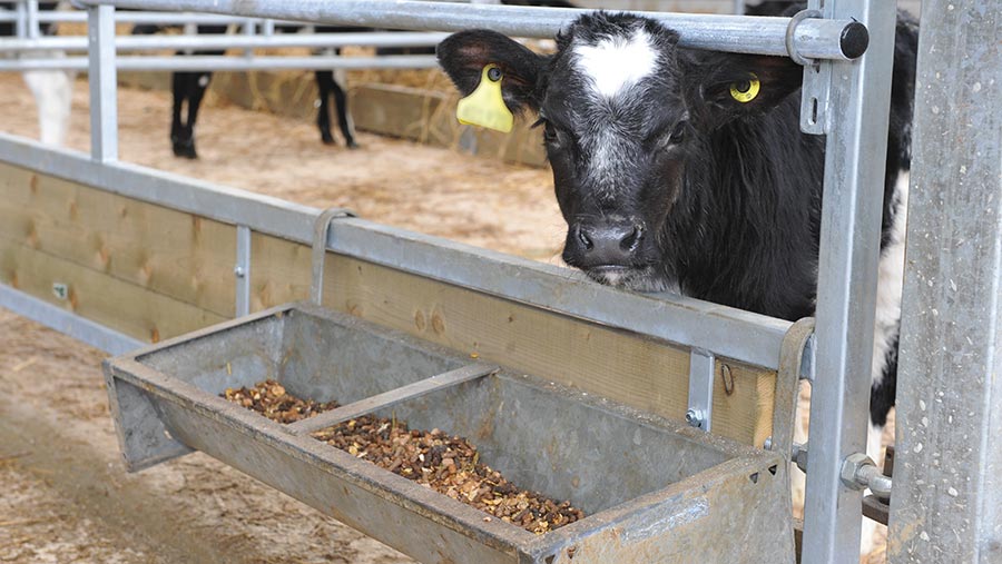 Calf in shed with feeder trough