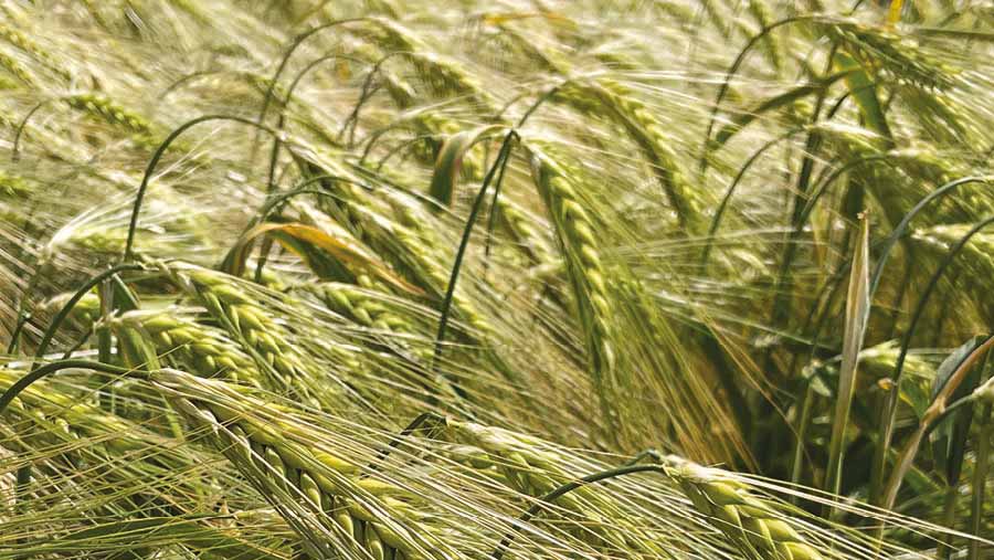 Syngenta barley variety Buzzard © MAG/Richard Allison