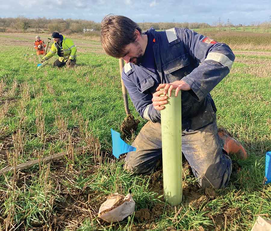 Planting oak trees