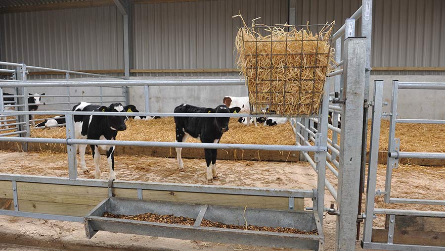 Straw rack and calves