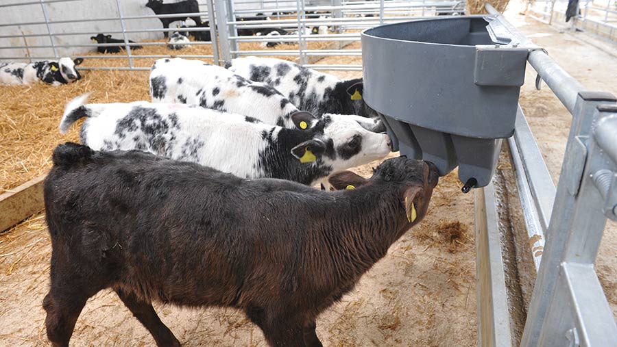 Calves with teat feeders