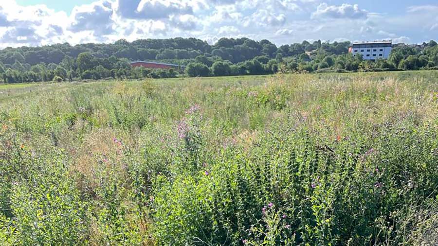 The overgrown 4ha field as it looks now © Talbot Turf