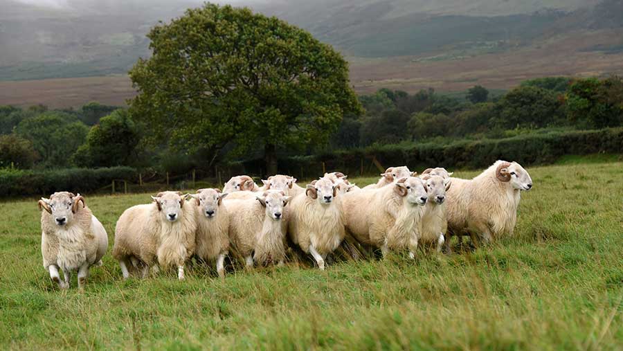 A hill-ram-scheme flock © Hybu Cig Cymru