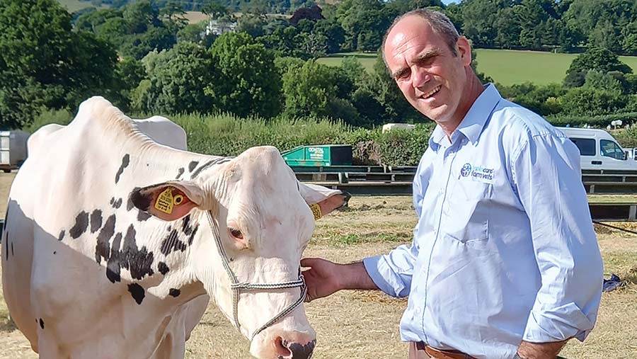 Man with a dairy cow