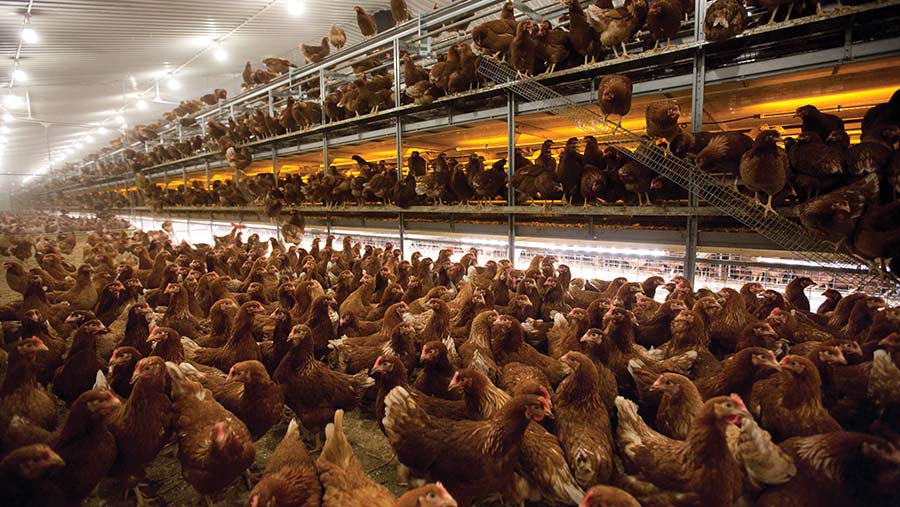 Barn hens for egg production