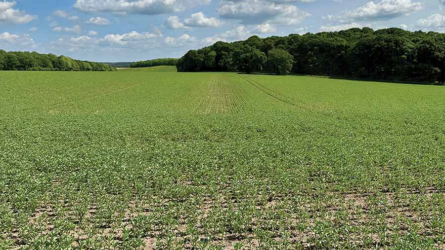 Beans growing in field at Welbeck Estate