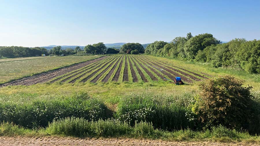 Blas Gwent crops in fields in Cardiff 