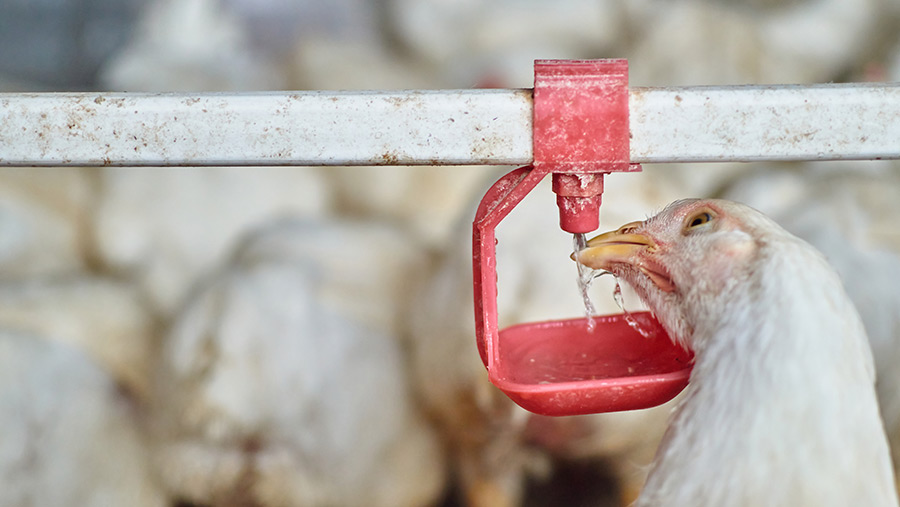 Chickens drinking