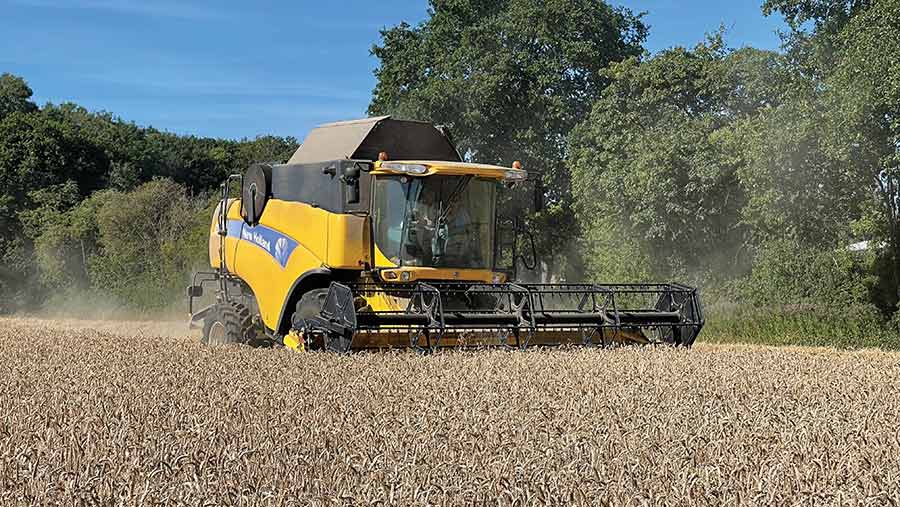 Combining wheat with New Holland CX8040