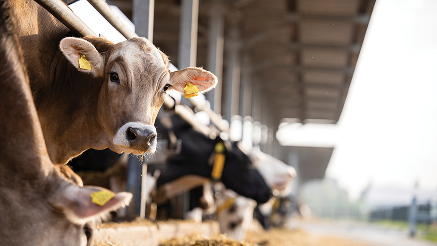 4 ways to breed your dairy cows to cut feed bills - Farmers Weekly