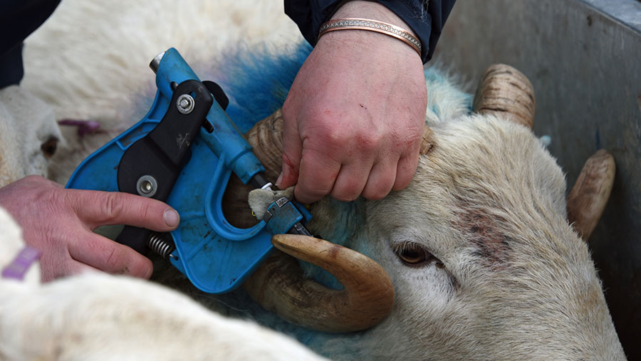 Tissue sampling of sheep