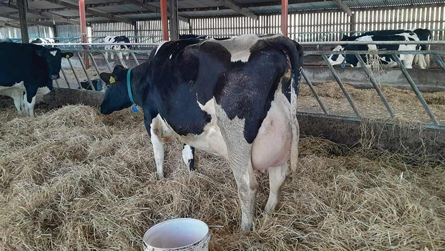 dry cow shed