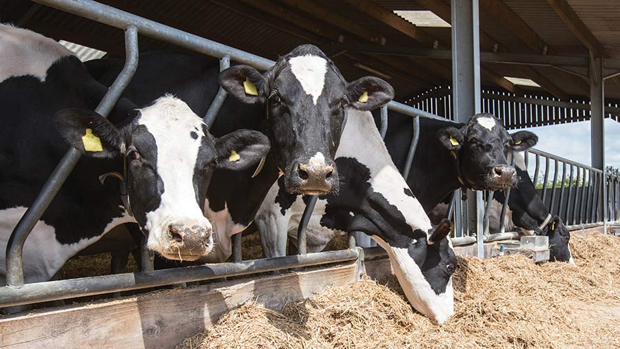 Housed dairy cows feeding