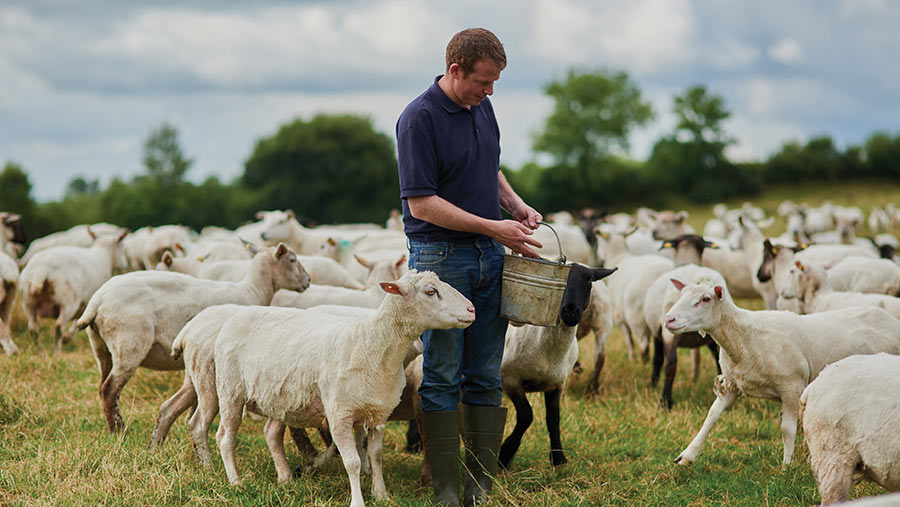 Farmworker with sheep in field