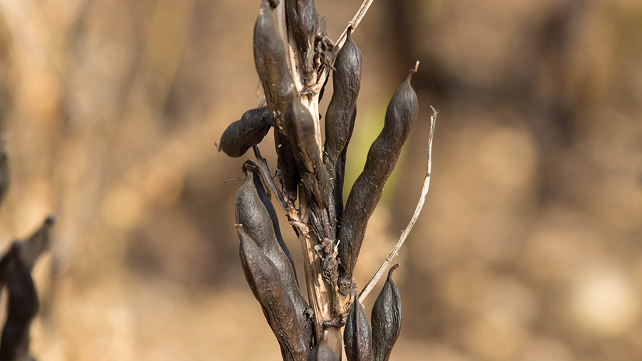 Feed beans