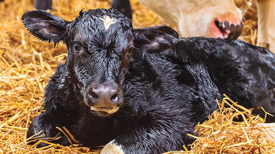 Wheat straw can help keep cows full