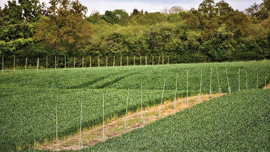 Agroforestry strip