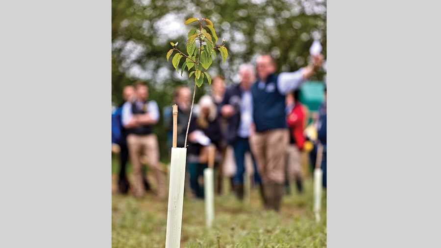 New tree planted and visitors at Transition Farm Walk