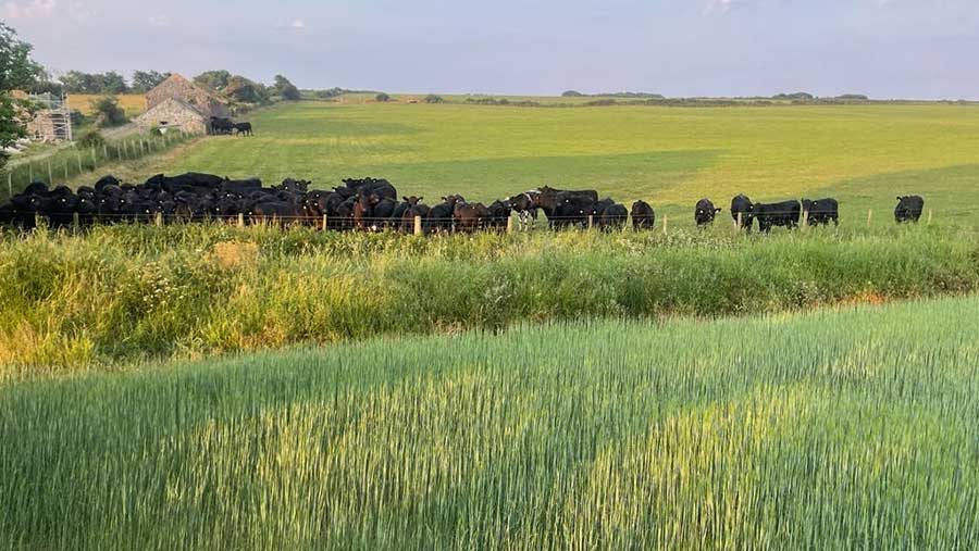 Cows in field