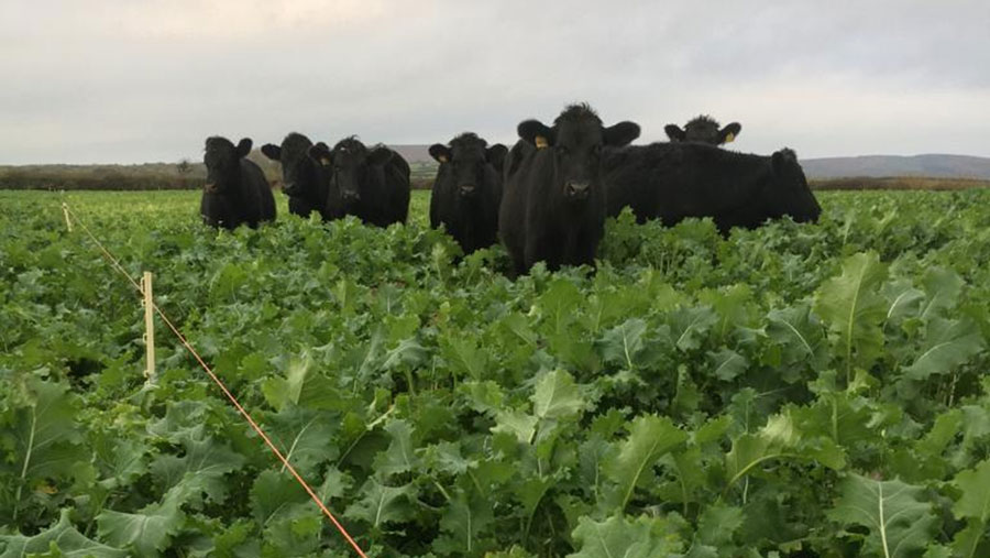 Cows in field