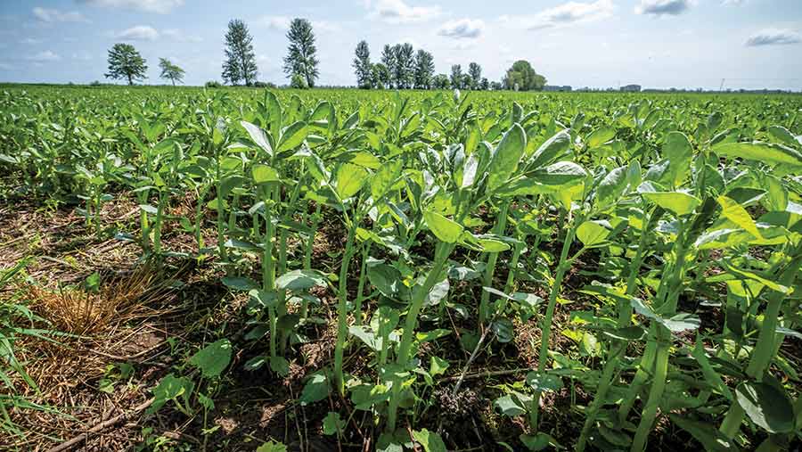 pea crop in field