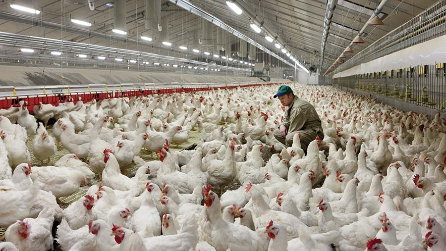 Poultry shed