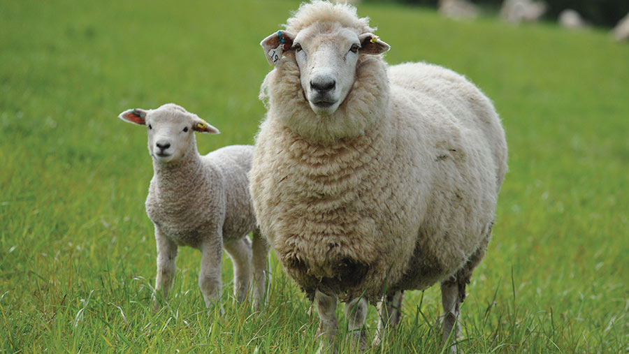 A ewe and lamb from the Sawday's flock © Debbie James