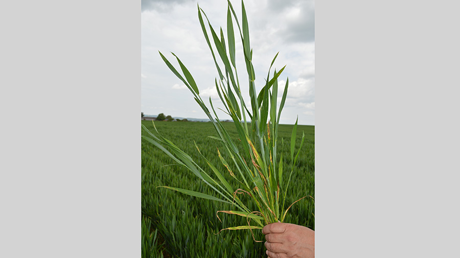 Septoria disease on the lower leaves of the winter wheat