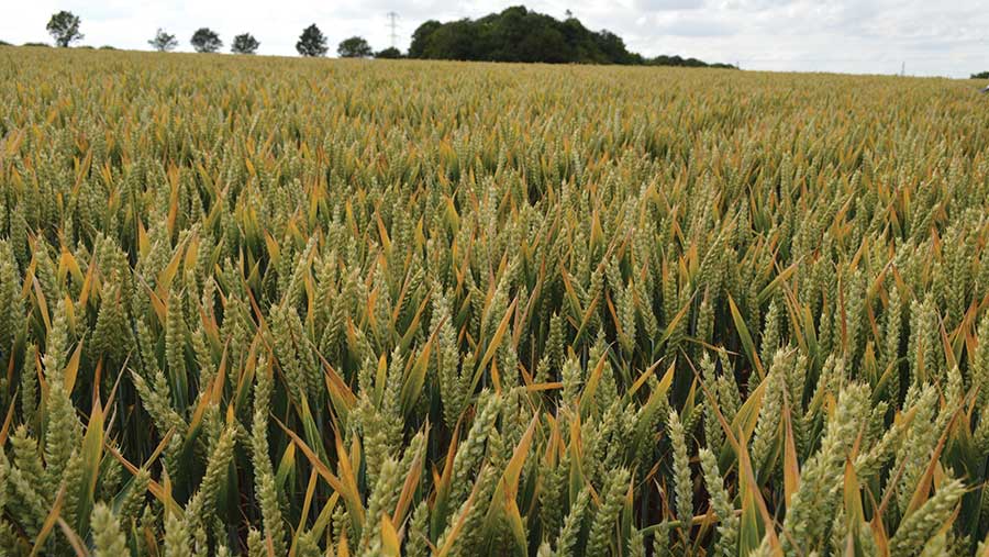 Siskin winter wheat 