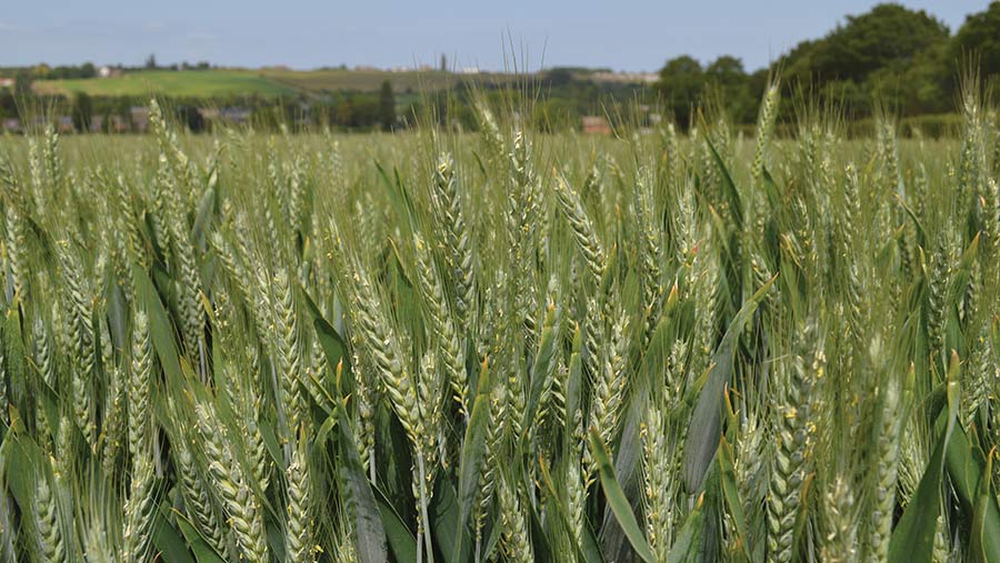 Skyfall wheat crop
