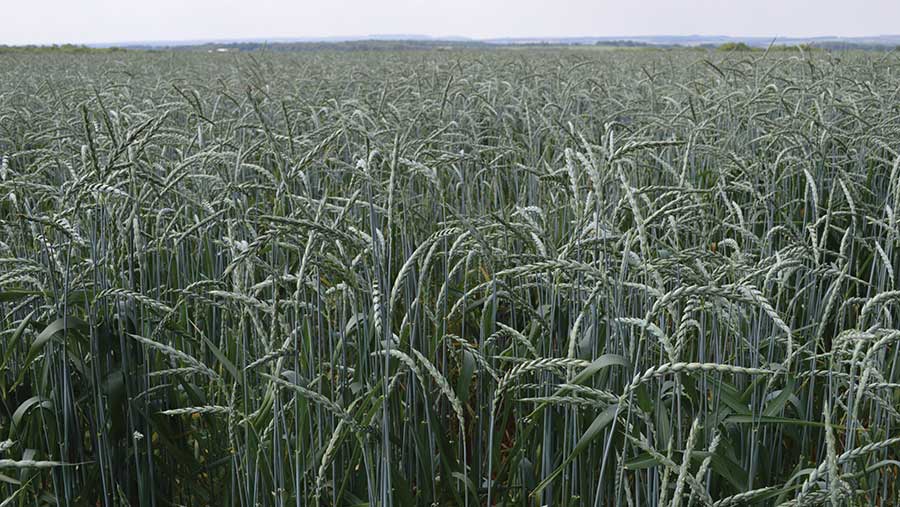 Spelt wheat crop