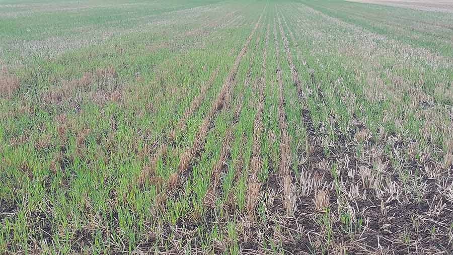Emerging barley crop