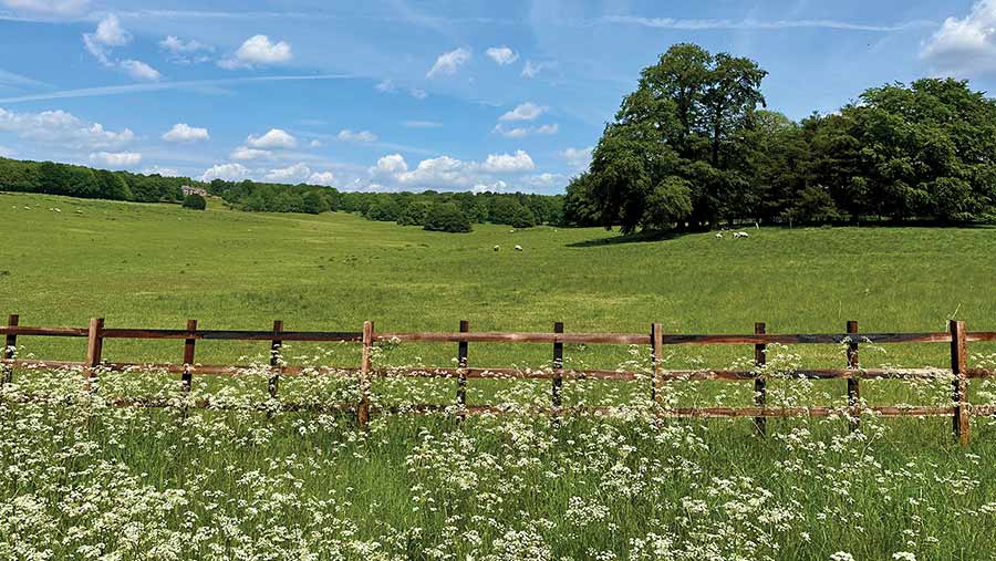 View of field, meadow and trees at Welbeck Estate