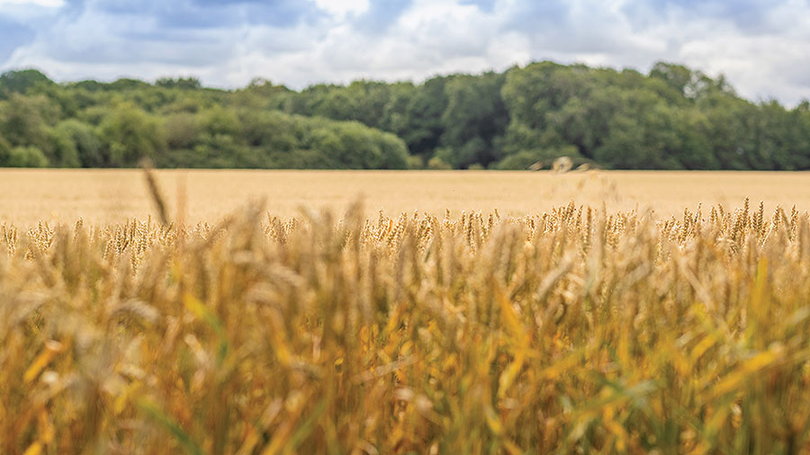  Crops on the Welbeck Estate © Welbeck Estate/Alex Wilkinson