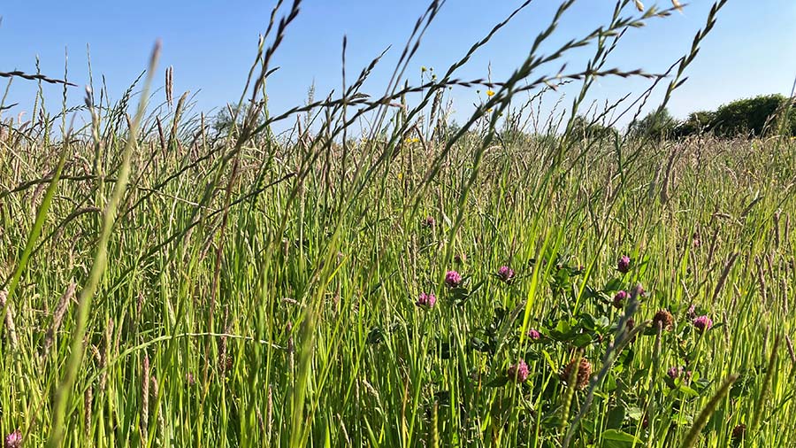 Blas Gwent cover crops 