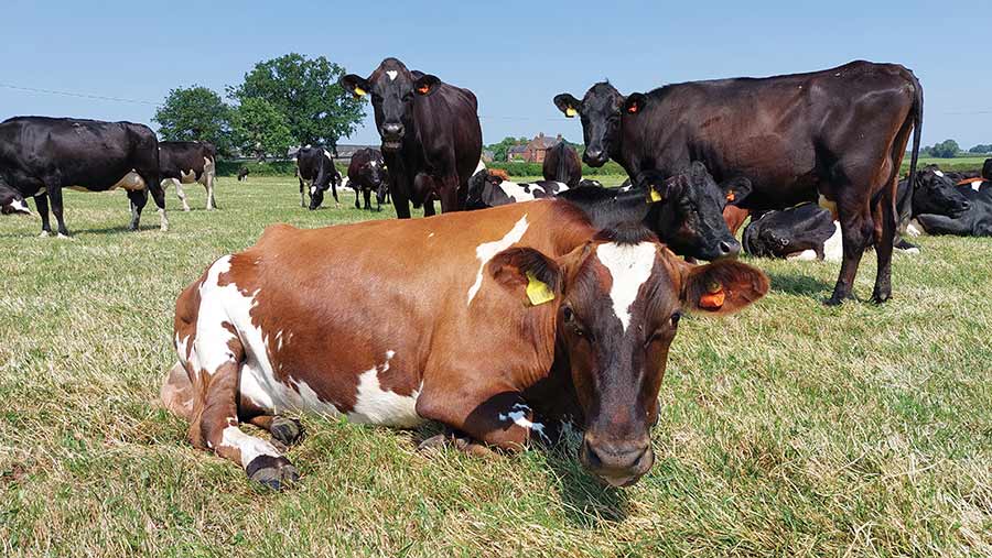 Cows in field