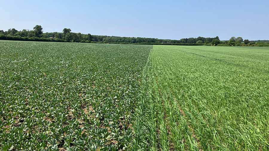 Intercropping trial