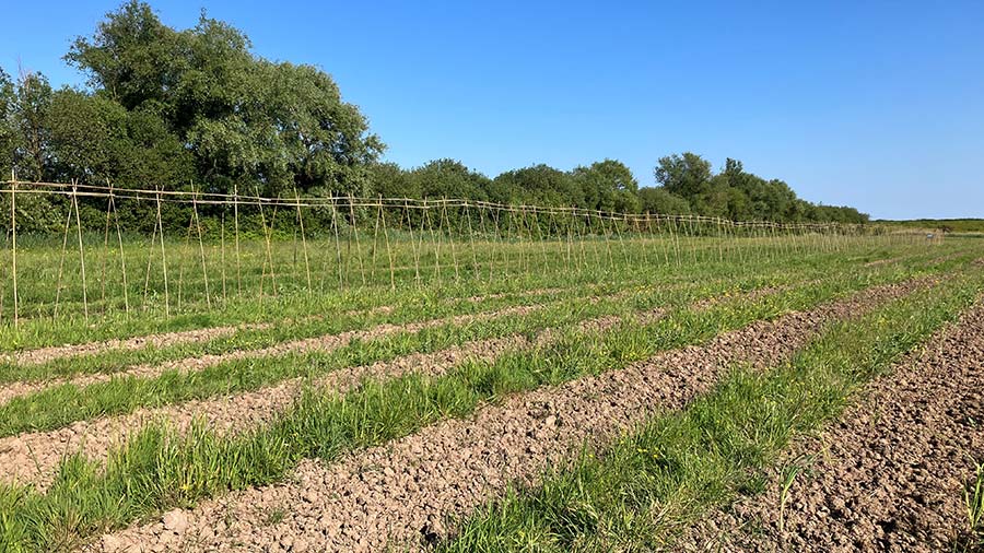 Blas Gwent pasture wheelings 