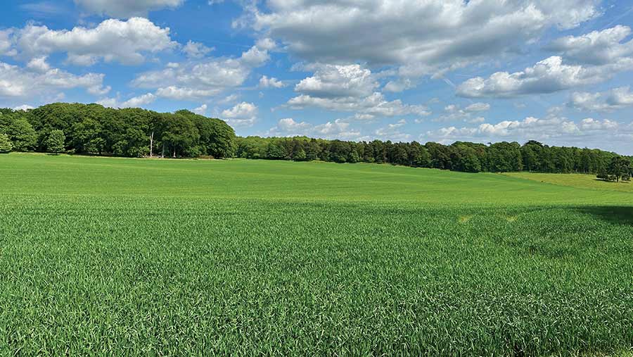 Wheat crop at Welbeck estate