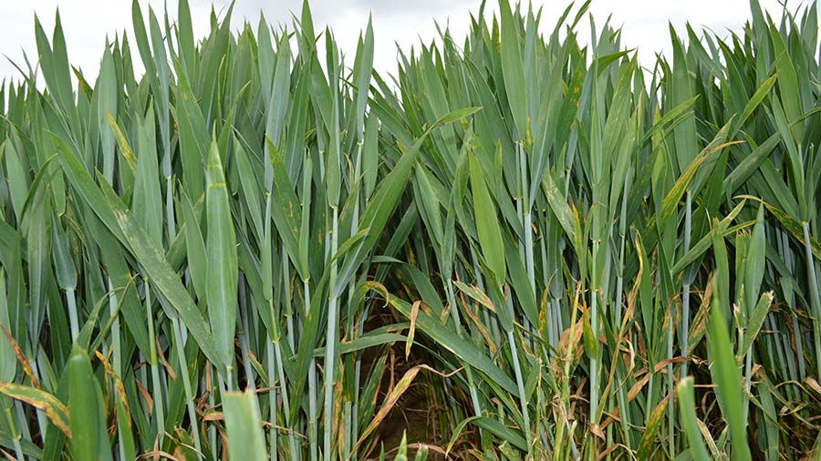 John Watkins' winter wheat crop