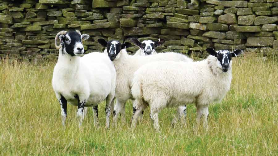 Horned cross sheep with lambs