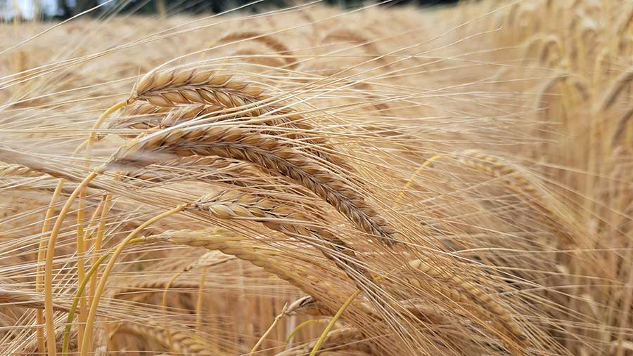 'Electrum' highest yielding winter malting barley